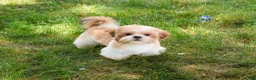 Shih Tzu dogs for sale: Fox  - Ad 2