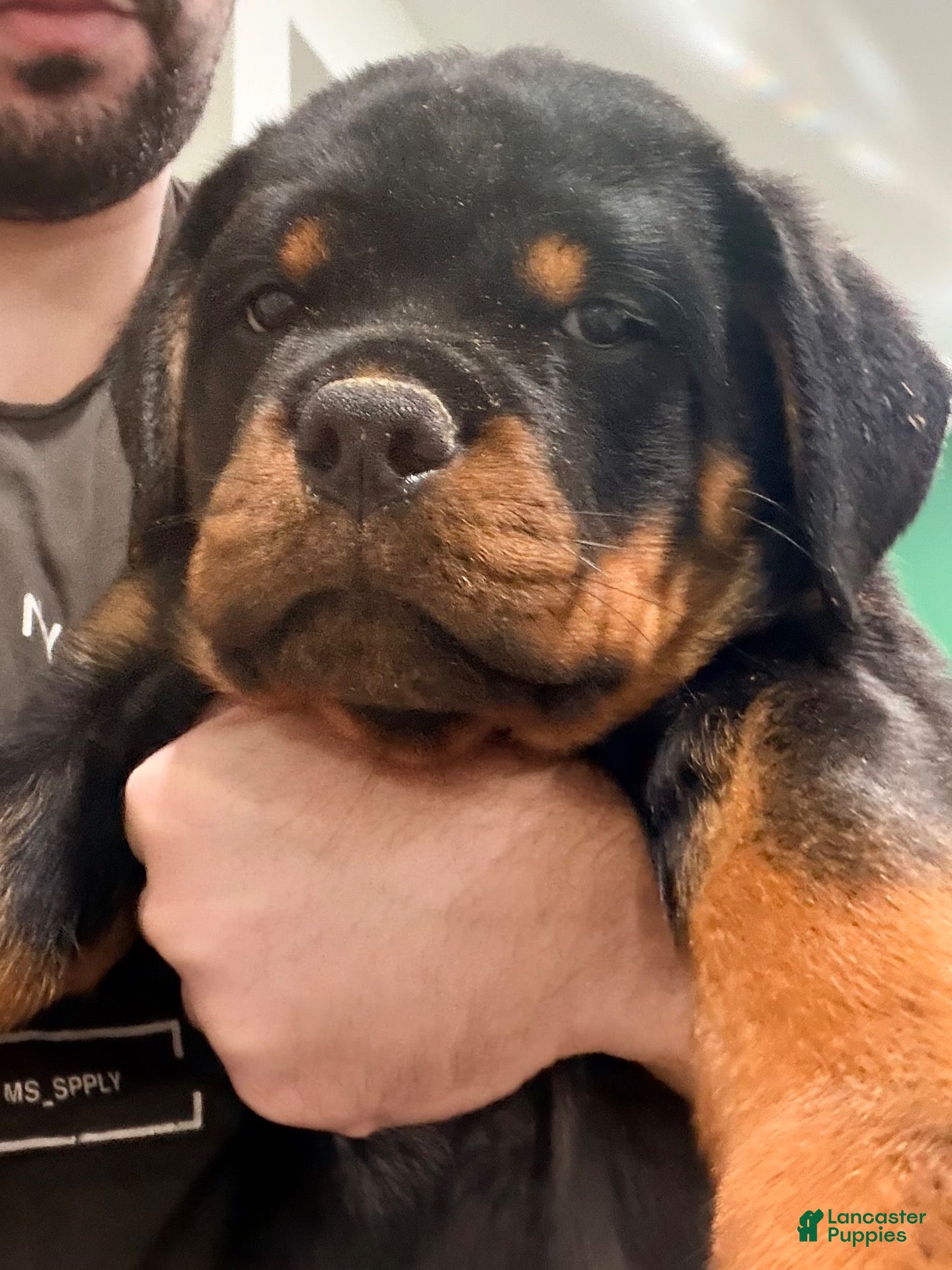 Rottweiler dogs for sale: Yoshi - Ad 2
