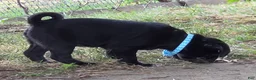 Pug dogs for sale: Bruno  - Ad 4