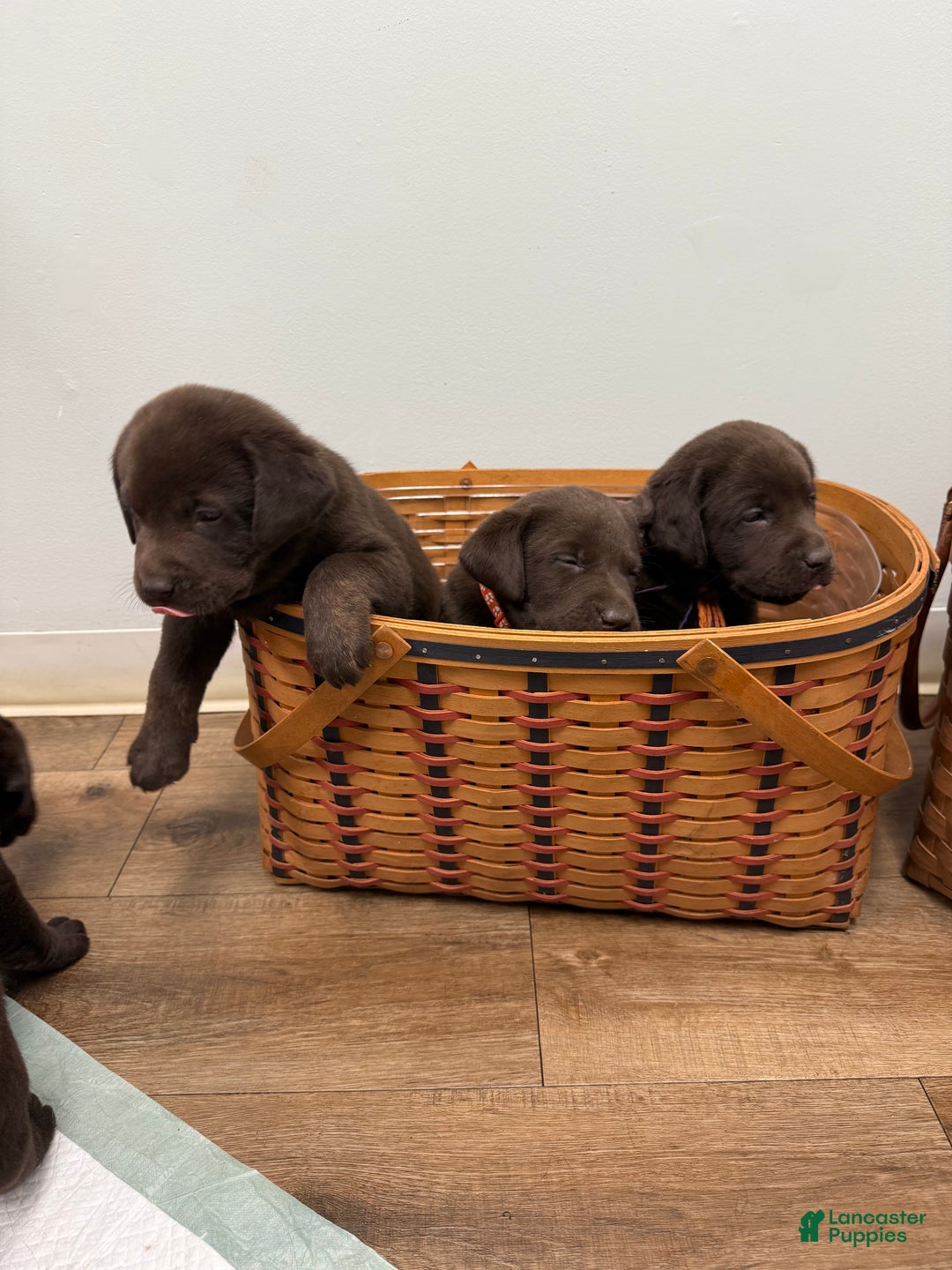 Labrador Retriever dogs for sale: Labrador Retriever JACKIE - Ad 11