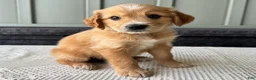 Mixed Breed dogs for sale: Teddy - Ad 3