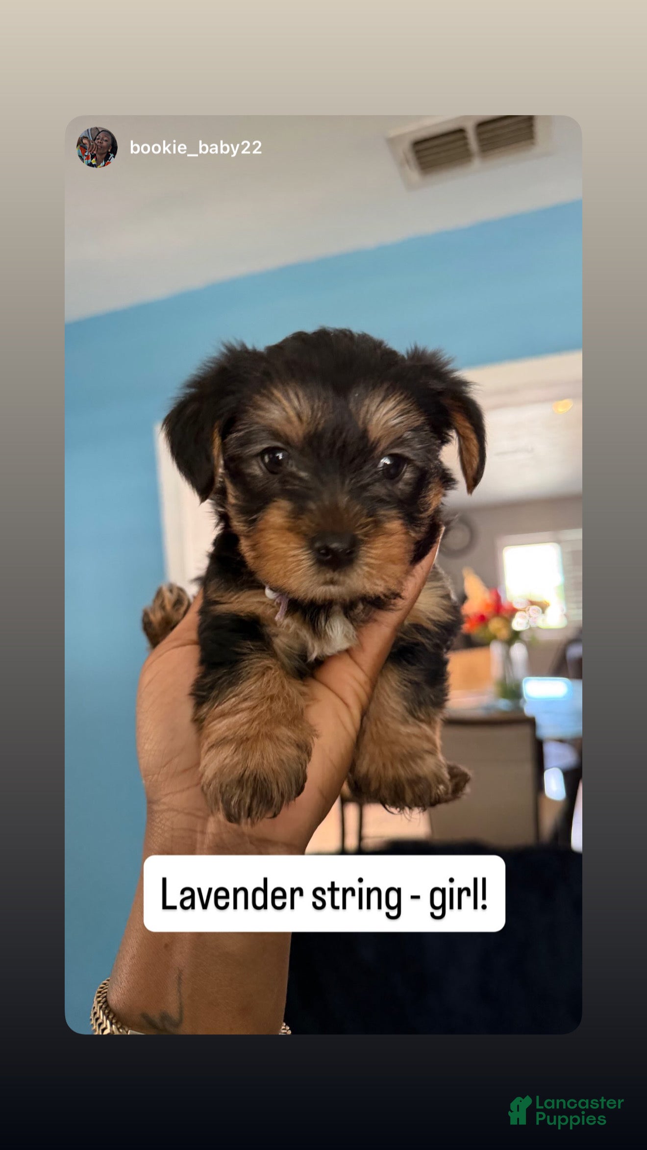 Yorkshire Terrier dogs Yorkshire Terrier Puppy 3 - Ad 22