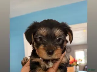 Yorkshire Terrier dogs Yorkshire Terrier Puppy 3 - Ad 33
