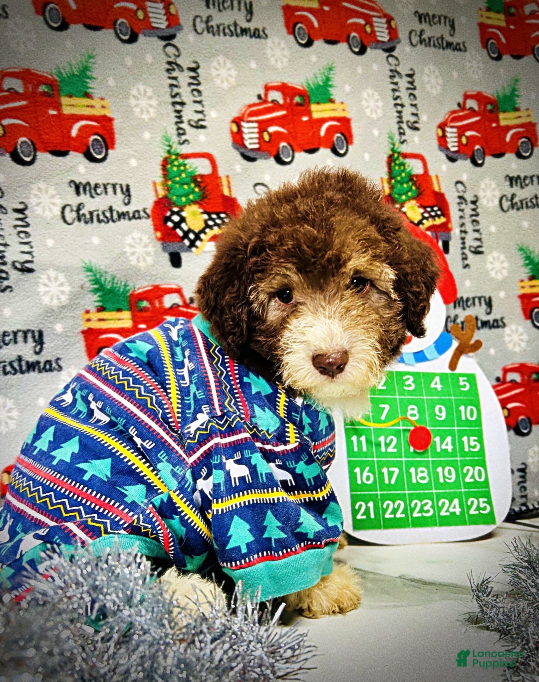 Havapoo dogs for sale: Whisky - Ad 2