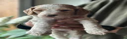 Standard Poodle dogs for sale: Standard Poodle Puppy 2 - Ad 4