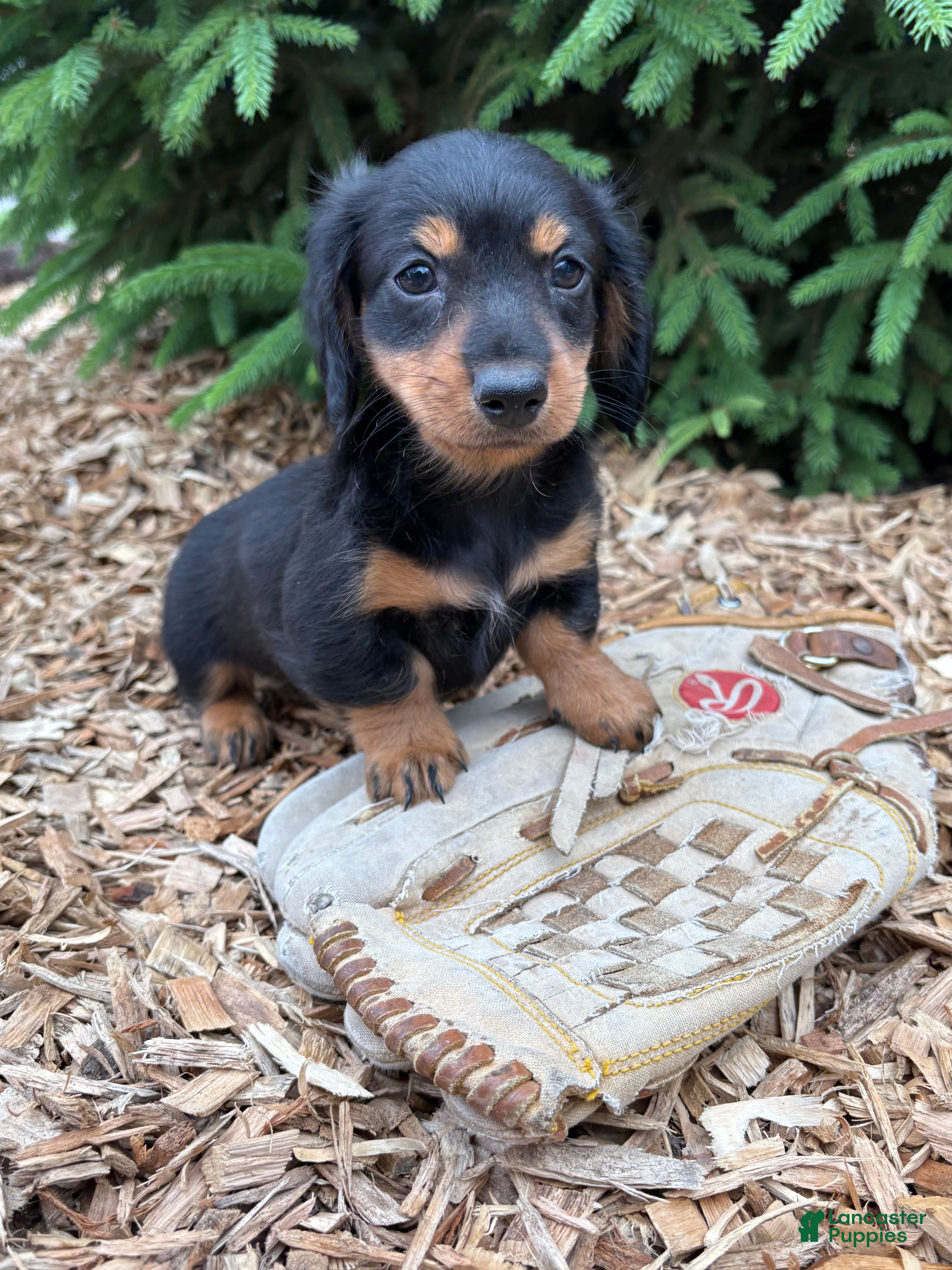 Dachshund dogs Rune - Ad 2