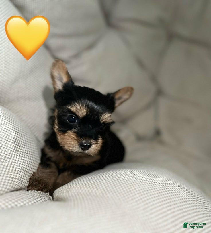 Yorkshire Terrier dogs Rex - Ad 39