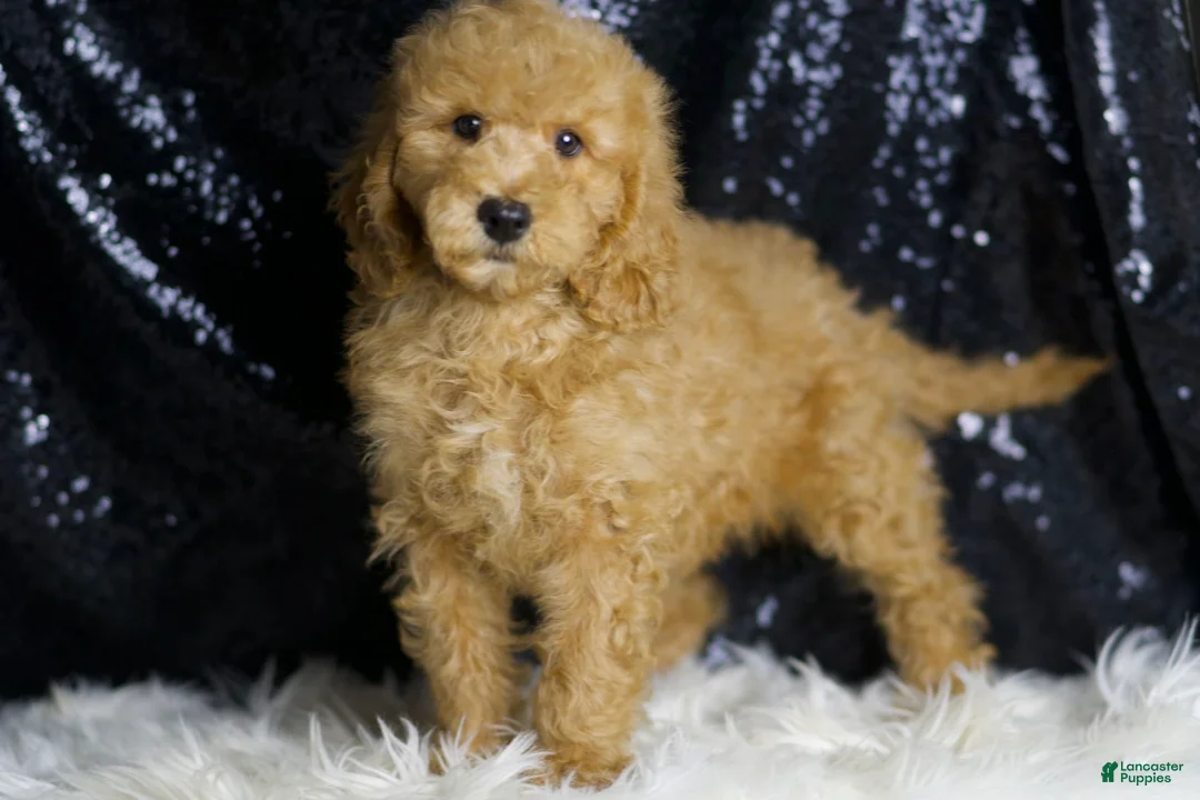 Mini Goldendoodle dogs for sale: Oxford - Ad 2