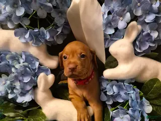 Vizsla dogs Red Collar - Ad 7