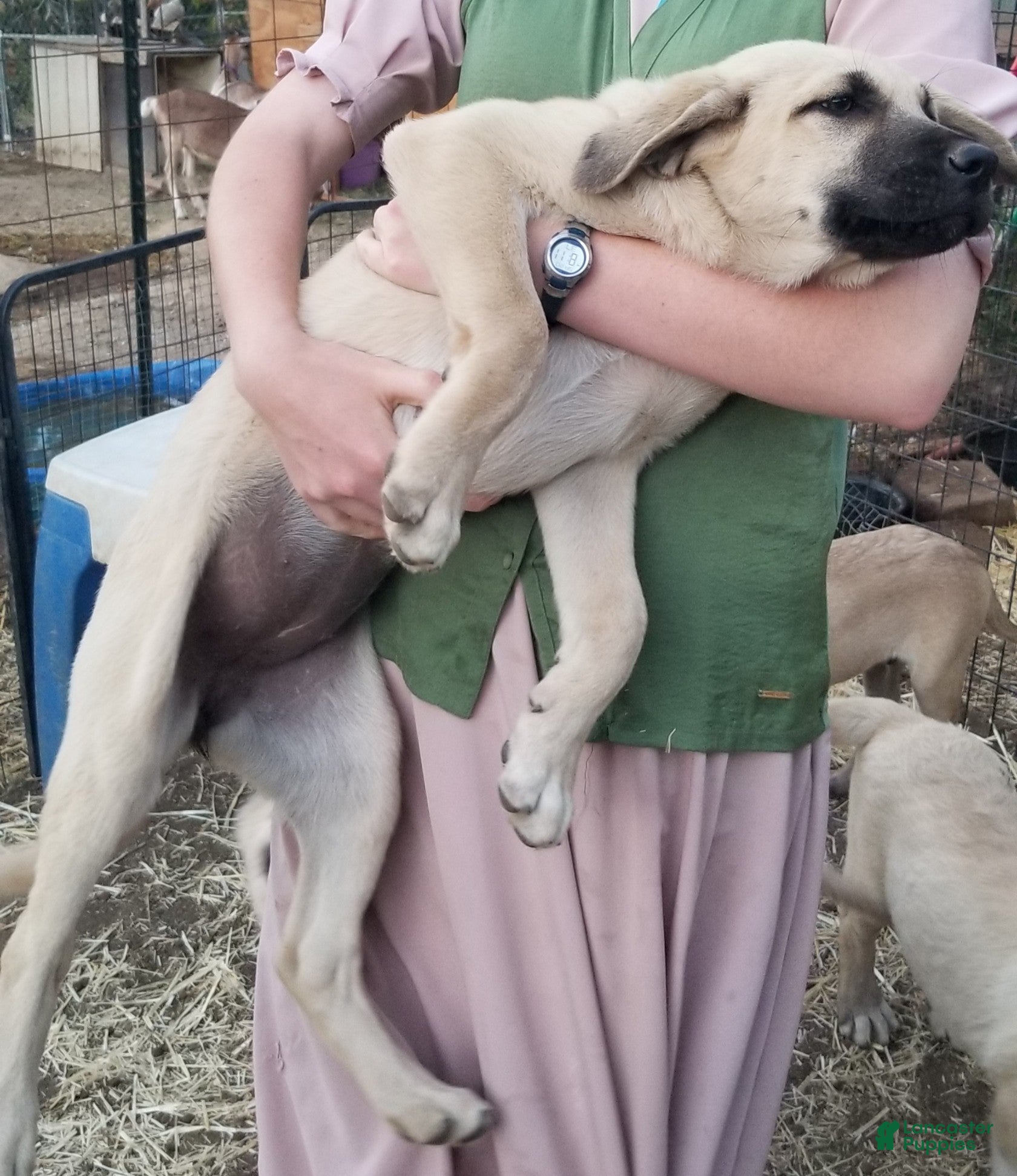 Anatolian Shepherd dogs Gloria ⤴️ - Ad 1