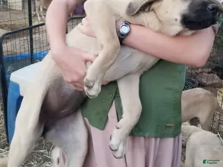 Anatolian Shepherd dogs for sale: Gloria ⤴️ - Ad 3