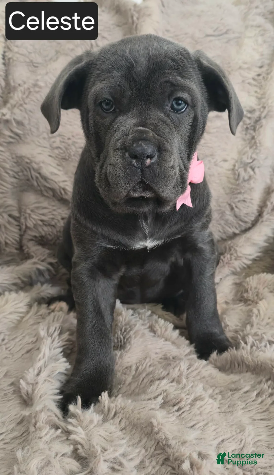 Cane Corso dogs for sale: Celeste - Ad 3