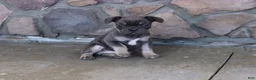 French Bulldog dogs for sale: Tom - Ad 2