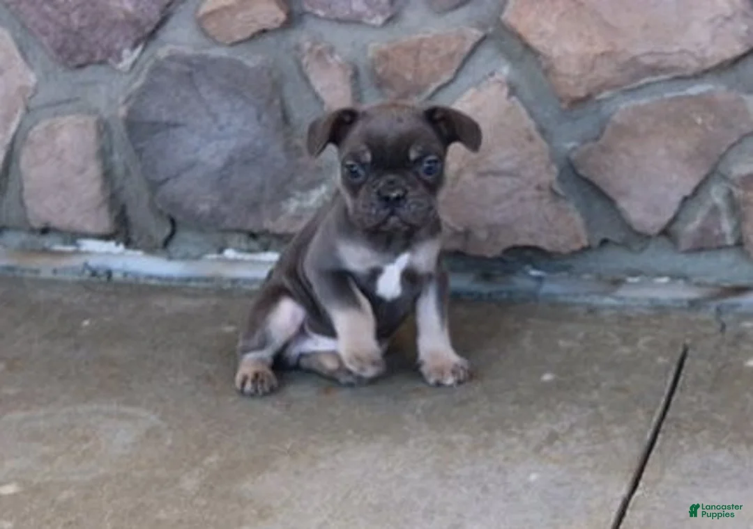 French Bulldog dogs for sale: Tom - Ad 2