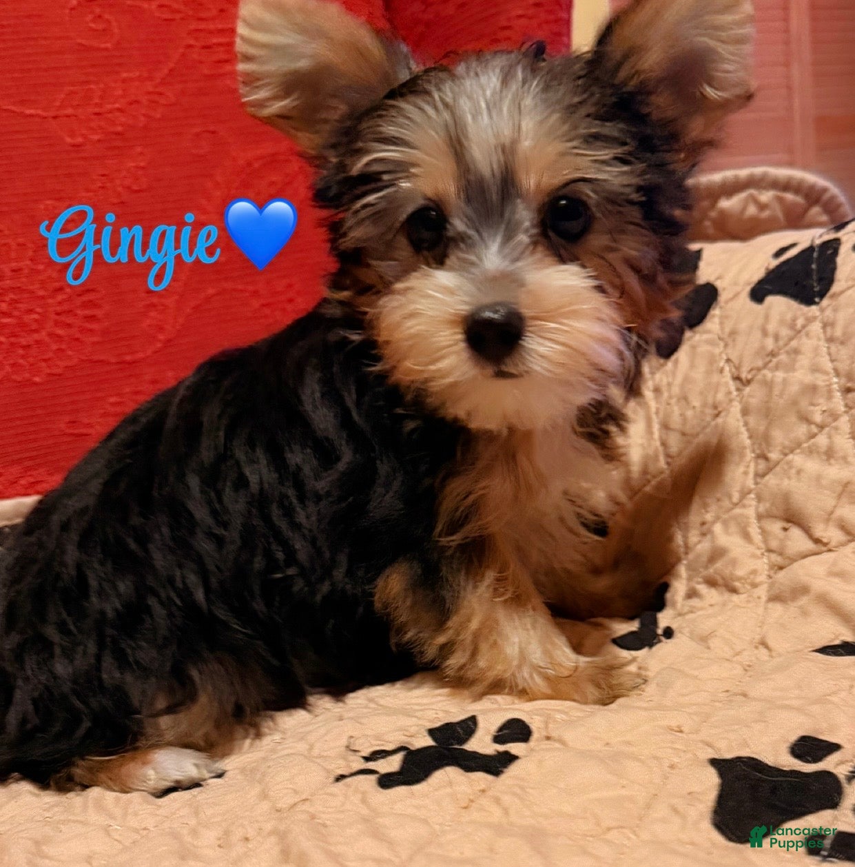 Yorkshire Terrier dogs Yorkshire Terrier Puppy 1 - Ad 13