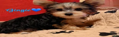 Yorkshire Terrier Puppy 1