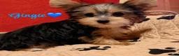Yorkshire Terrier dogs for sale: Yorkshire Terrier Puppy 1 - Ad 1