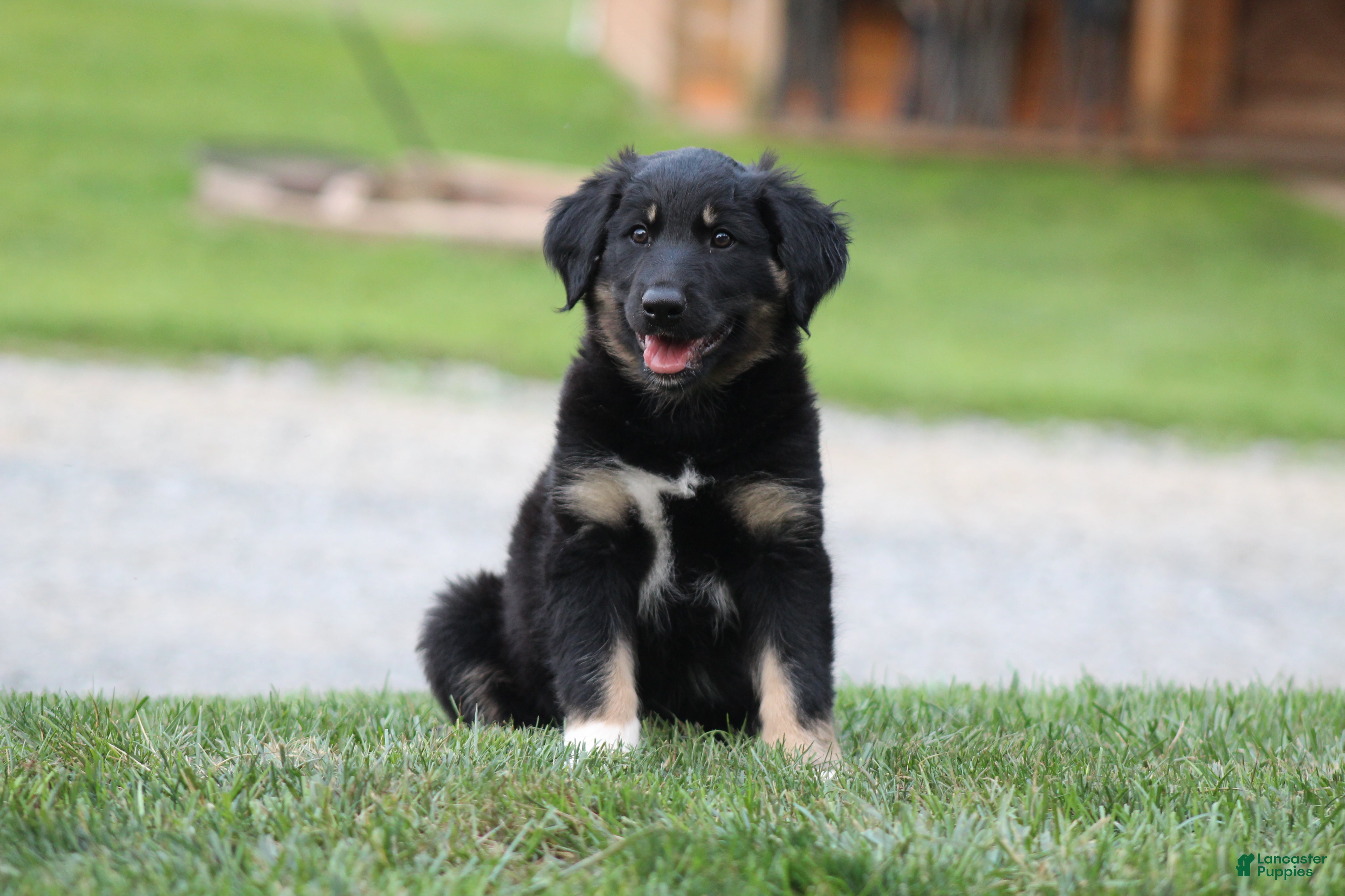 English Shepherd dogs Sheba - Ad 2