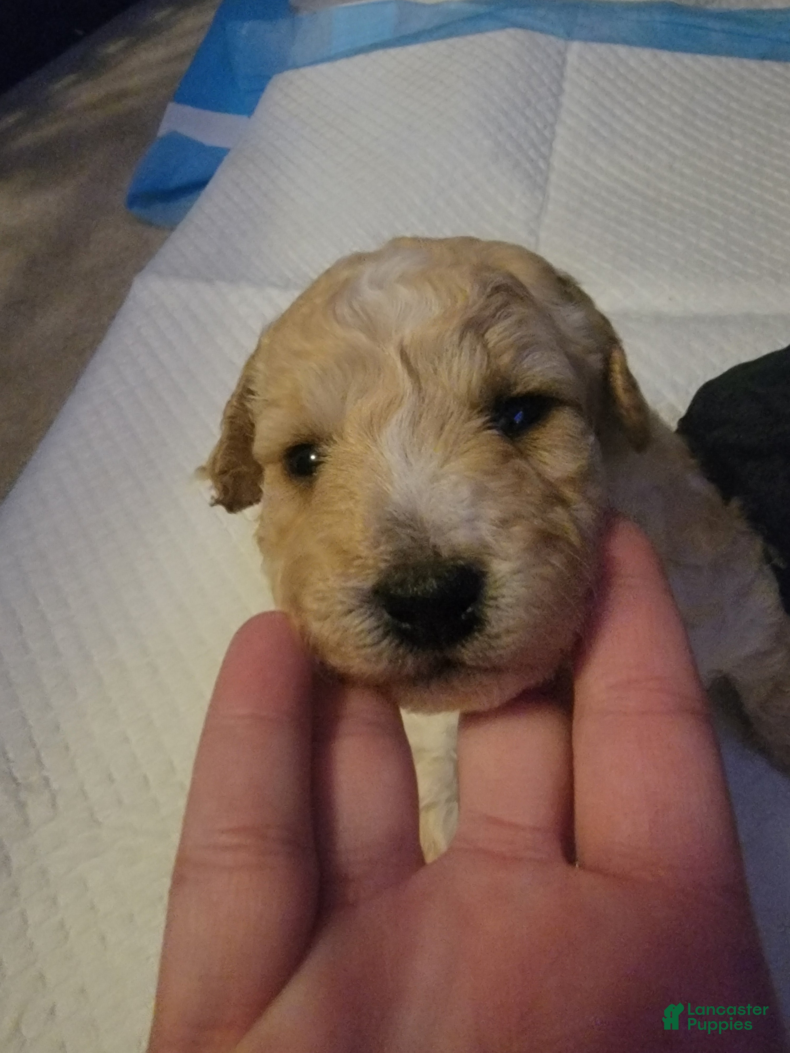 Bichpoo dogs Bandit - Ad 1