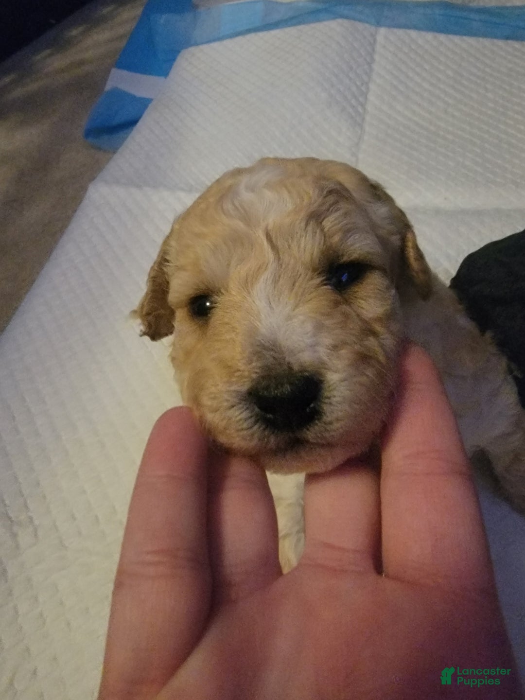 Bichpoo dogs for sale: Bandit - Ad 2