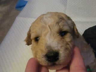 Bichpoo dogs Bandit - Ad 1