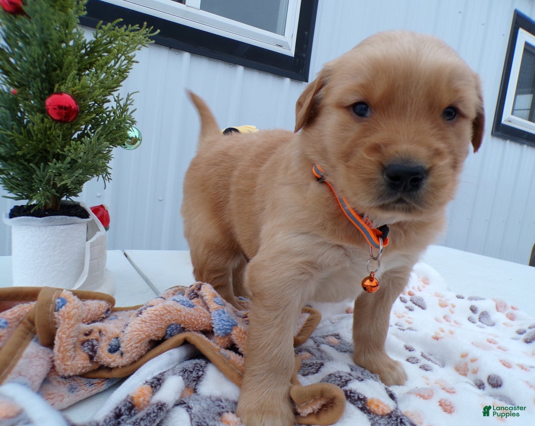 Golden Retriever dogs for sale: Golden Retriever Puppy 2 Baxter - Ad 2