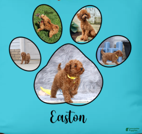 Havapoo dogs Easton 💙 - Ad 6