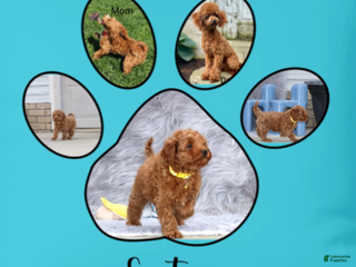 Havapoo dogs Easton 💙 - Ad 6