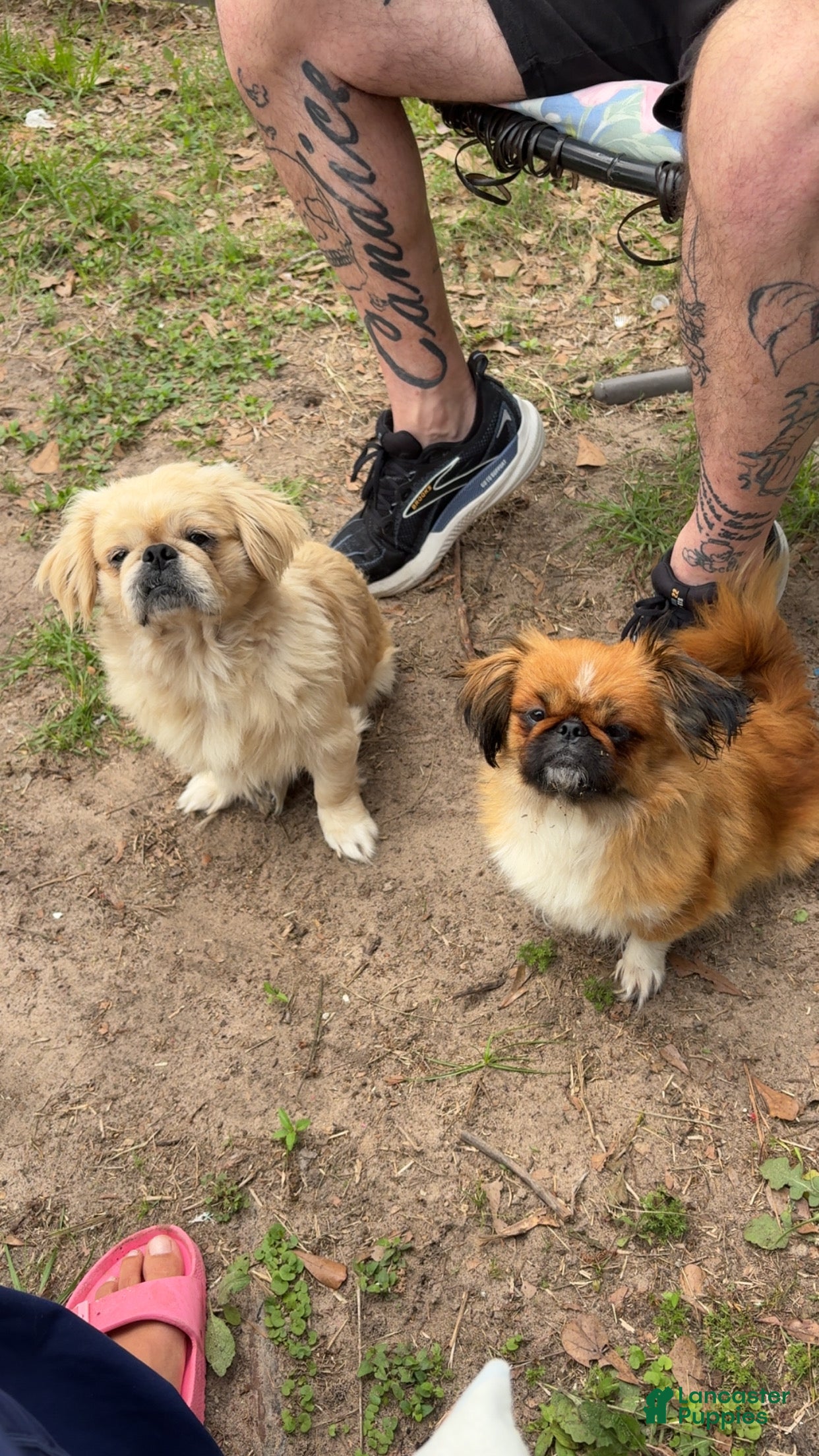 Cujo
