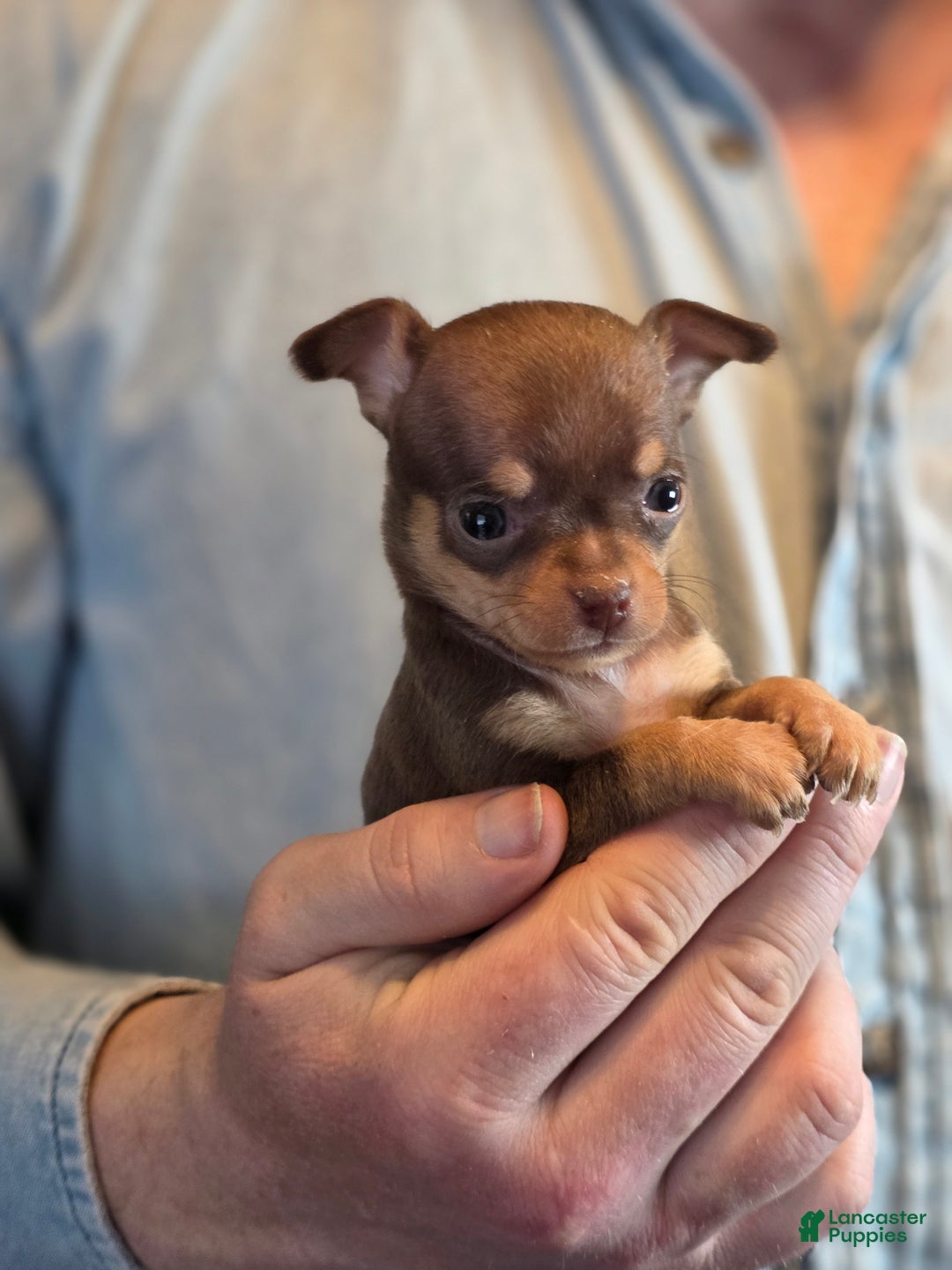 Chihuahua dogs for sale: Dark Choco Nugget - Ad 15