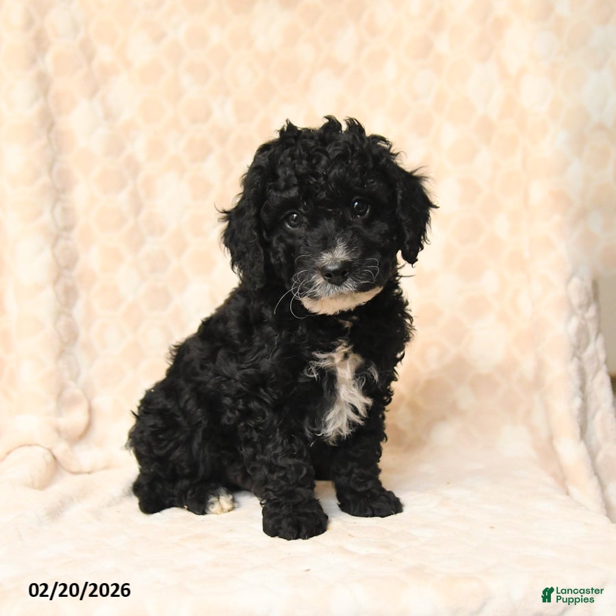 Miniature Poodle dogs Bingo - Ad 1