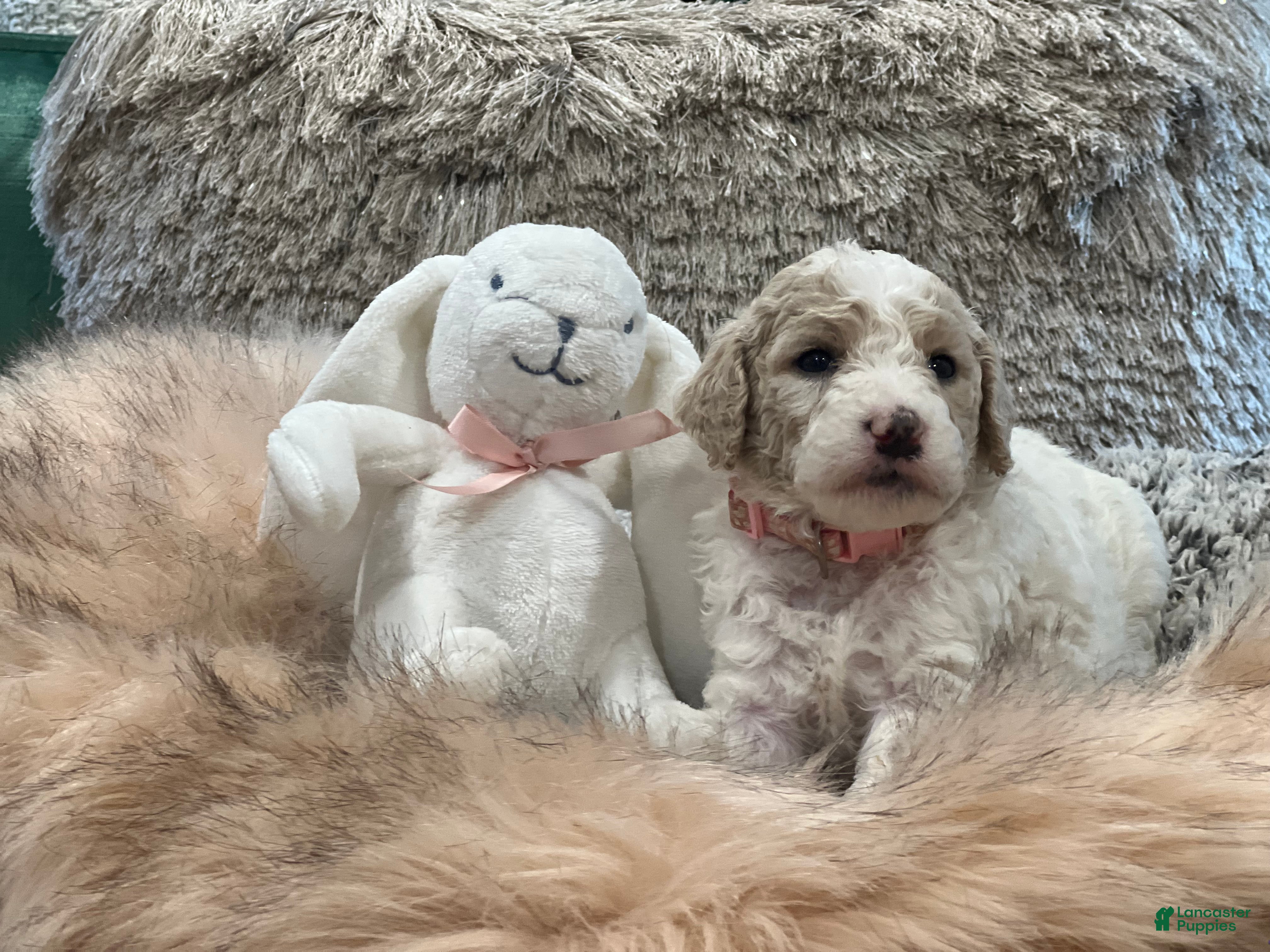 Goldendoodle dogs Sky female pink collar  - Ad 1