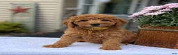 Mini Goldendoodle dogs for sale: Salem - Ad 2