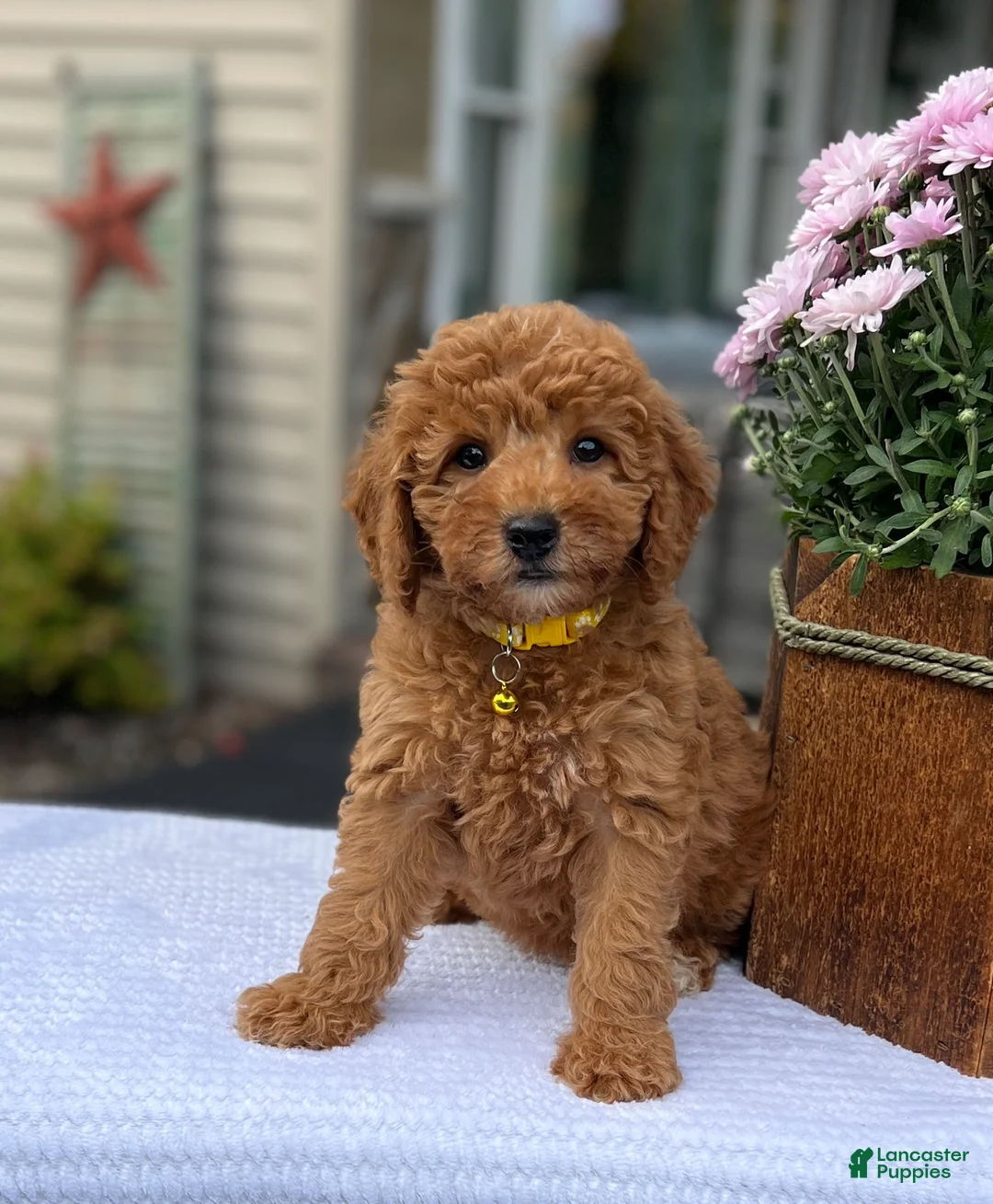 Mini Goldendoodle dogs for sale: Salem - Ad 2