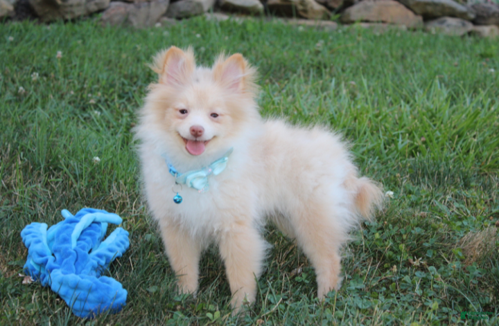 Pomeranian dogs Teddy  - Ad 35