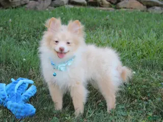 Pomeranian dogs Teddy - Ad 35