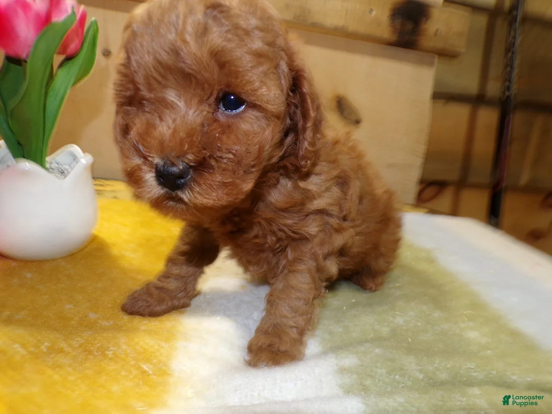 Mini Goldendoodle dogs for sale: Mini Goldendoodle Puppy 3 Patty - Ad 3