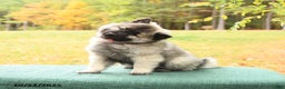 Keeshond dogs for sale: Nikki - Ad 2