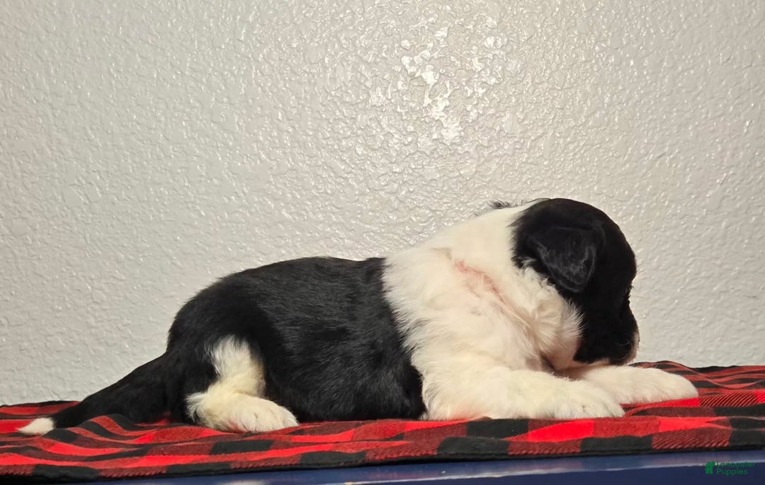 Mini Aussiedoodle dogs for sale: Paisley – Female - Ad 4