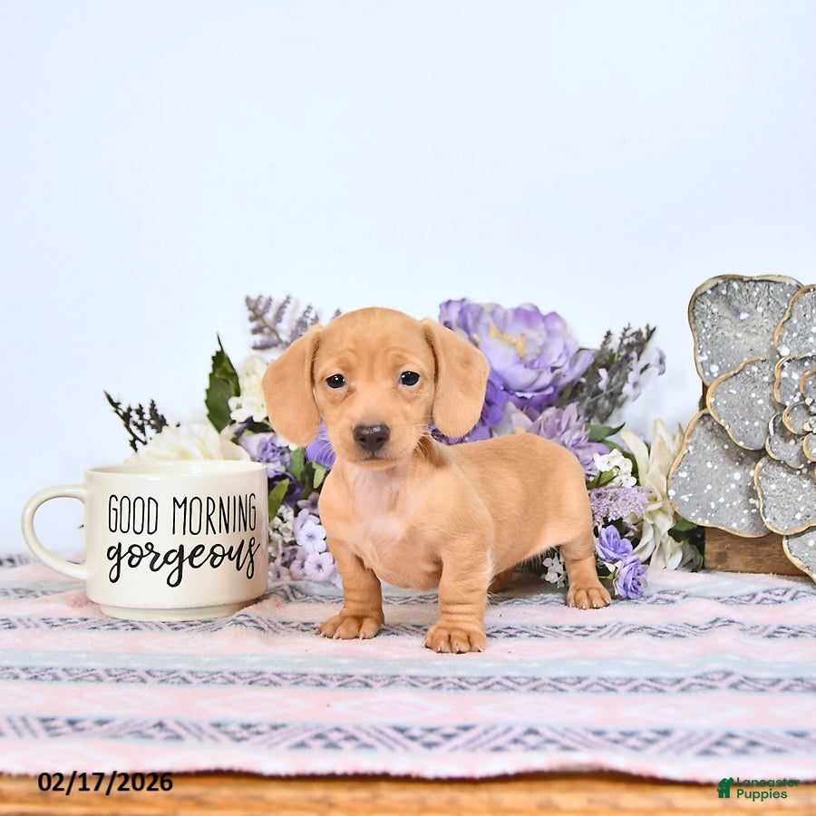 Miniature Dachshund dogs Taffy - Ad 2