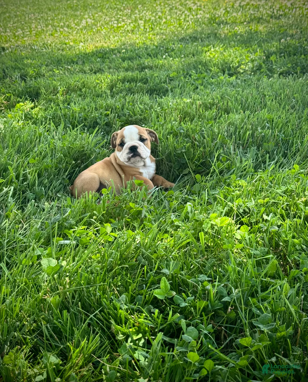 English Bulldog dogs for sale: Duke - Ad 1