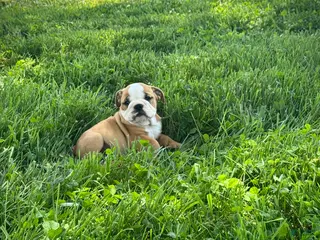 English Bulldog dogs for sale: Duke - Ad 4