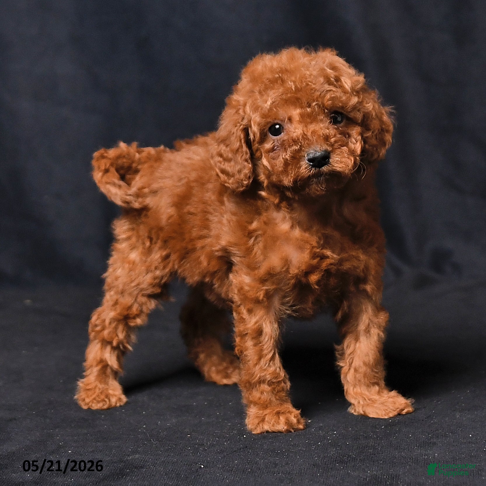 Toy Poodle dogs Tiny Charity - Ad 2