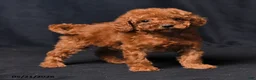 Toy Poodle dogs for sale: Tiny Charity - Ad 4