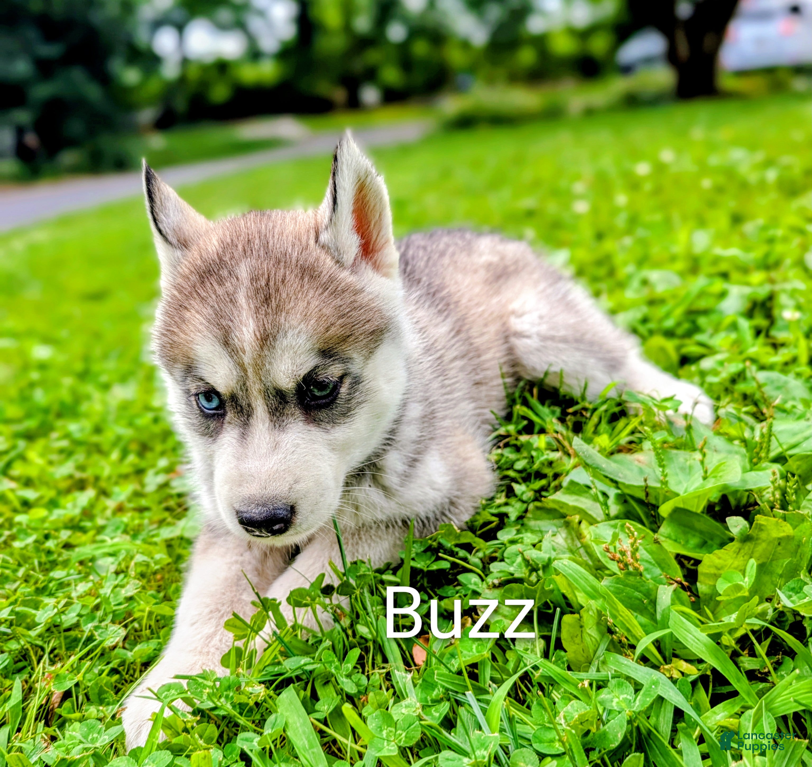 Siberian Husky dogs Buzz - Ad 1