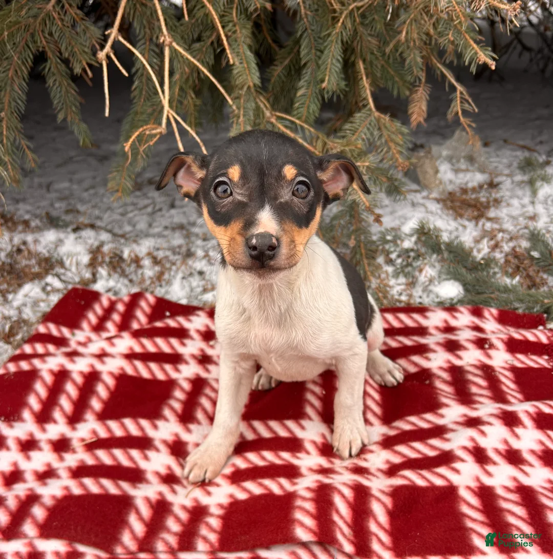 Rat Terrier dogs for sale: Max - Ad 3