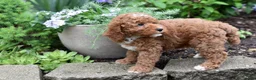 Miniature Poodle dogs for sale: Buster - Ad 5