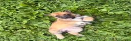 Mixed Breed dogs for sale: Spangle  - Ad 8