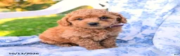 Miniature Labradoodle dogs for sale: Lady - Ad 3