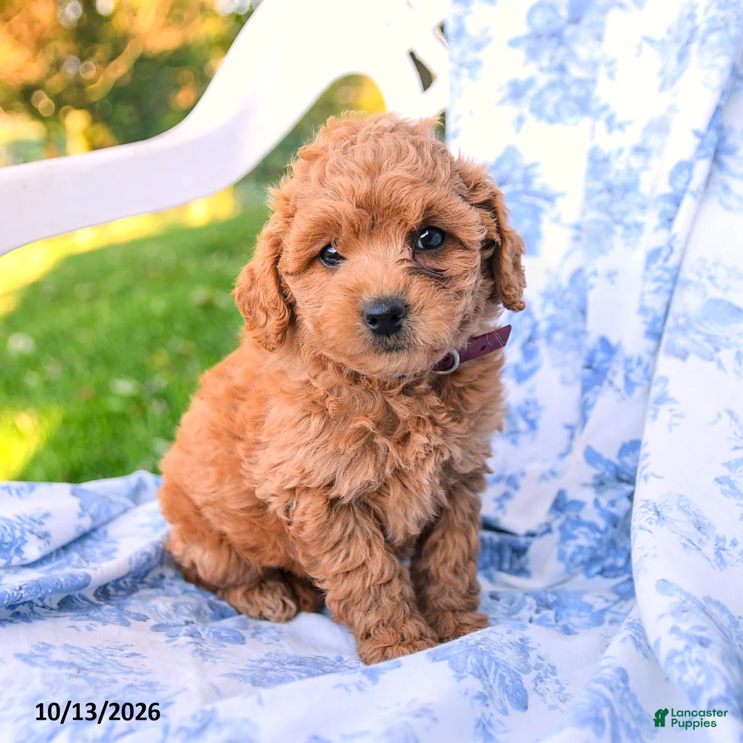 Miniature Labradoodle dogs for sale: Lady - Ad 3